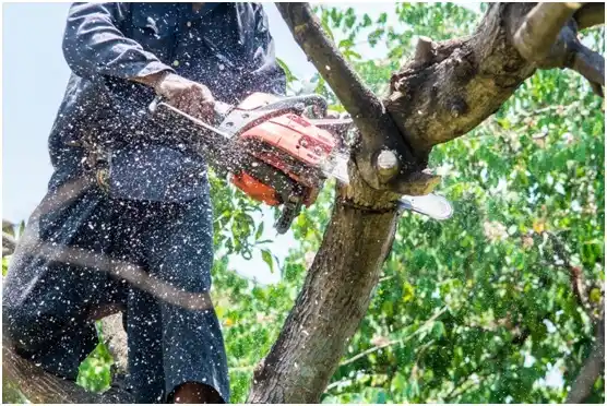 tree services Abingdon